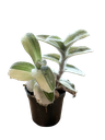 Tradescantia sillamontana variegata — Pot Ø 5 cm