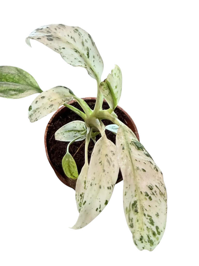 Rhaphidophora puberula variegata — Pot Ø 5 cm