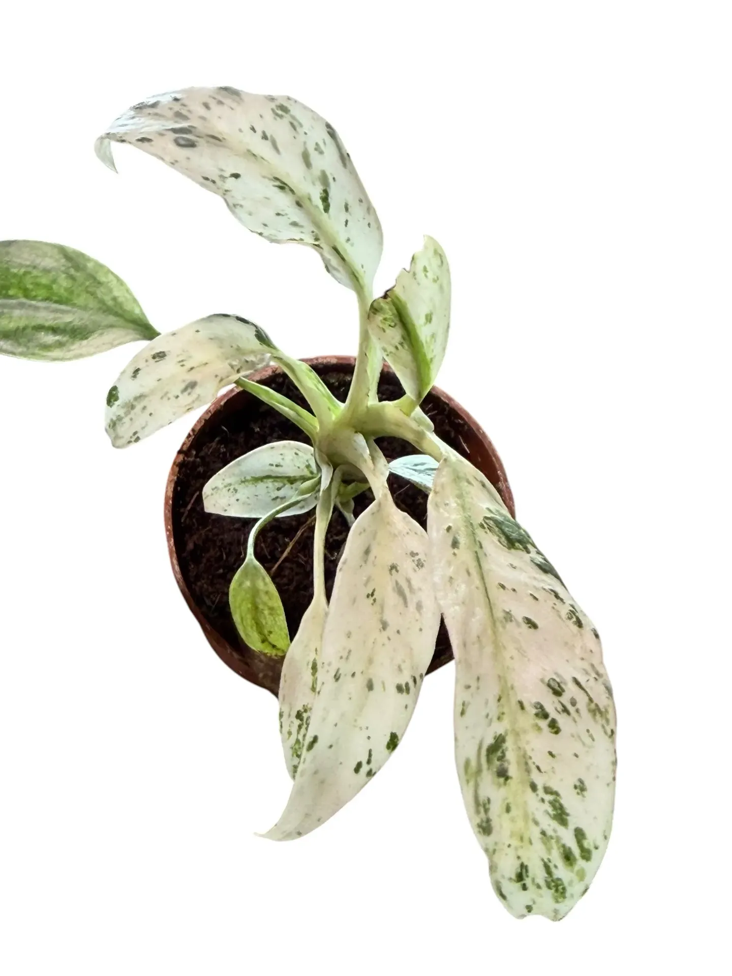 Rhaphidophora puberula variegata — Pot Ø 5 cm