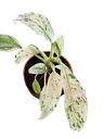 Rhaphidophora puberula variegata — Pot Ø 5 cm