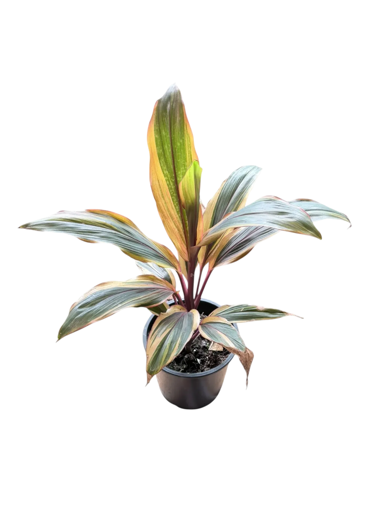 Cordyline fruticosa 'Harlequin' — Pot Ø 12 cm