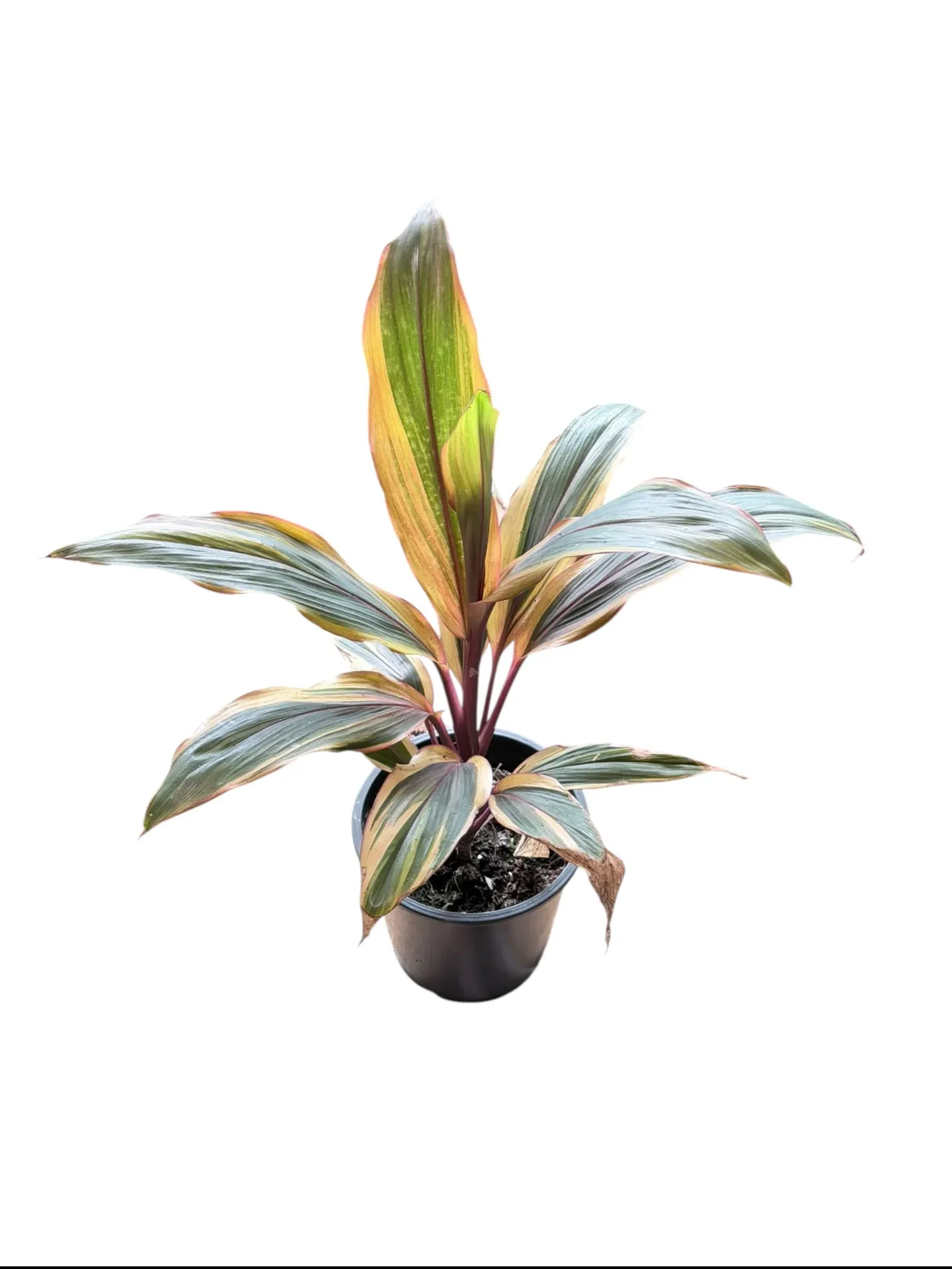 Cordyline fruticosa 'Harlequin' — Pot Ø 12 cm