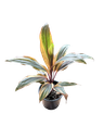 Cordyline fruticosa 'Harlequin' — Pot Ø 12 cm