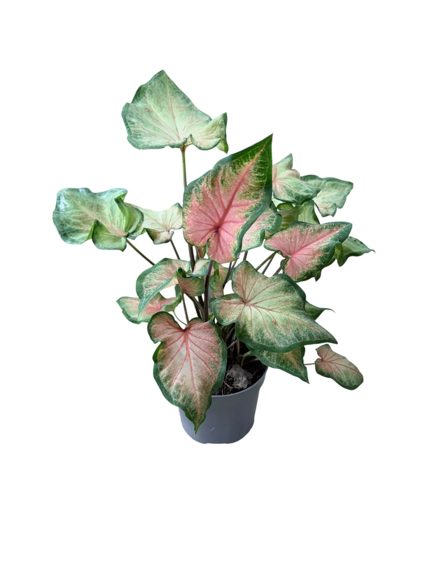 Caladium bicolore — Pot Ø 12 cm