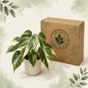 La Box Premium — 1 plante rare · Édition exception