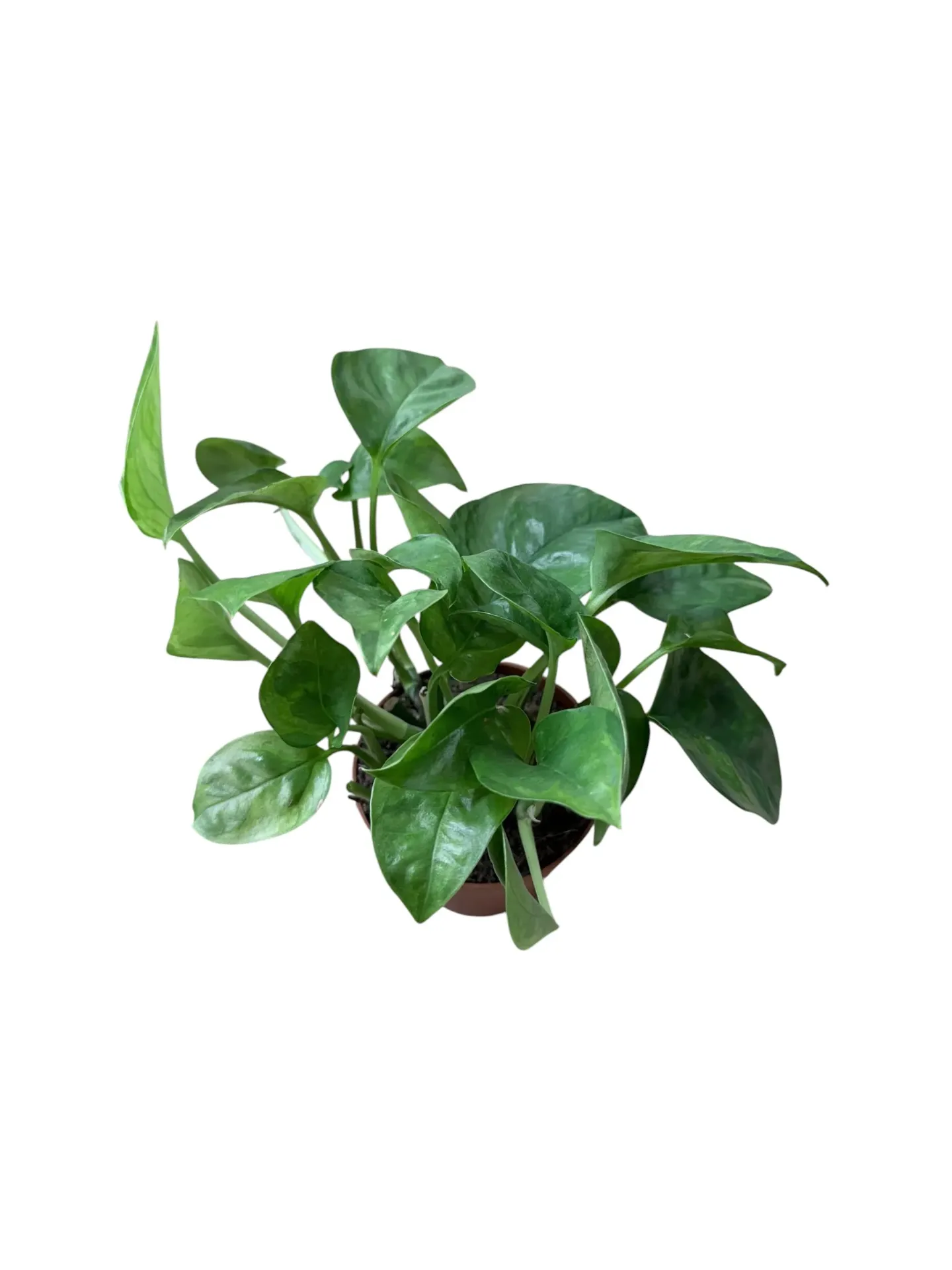 Epipremnum aureum 'Global Green' — Pot Ø 9 cm