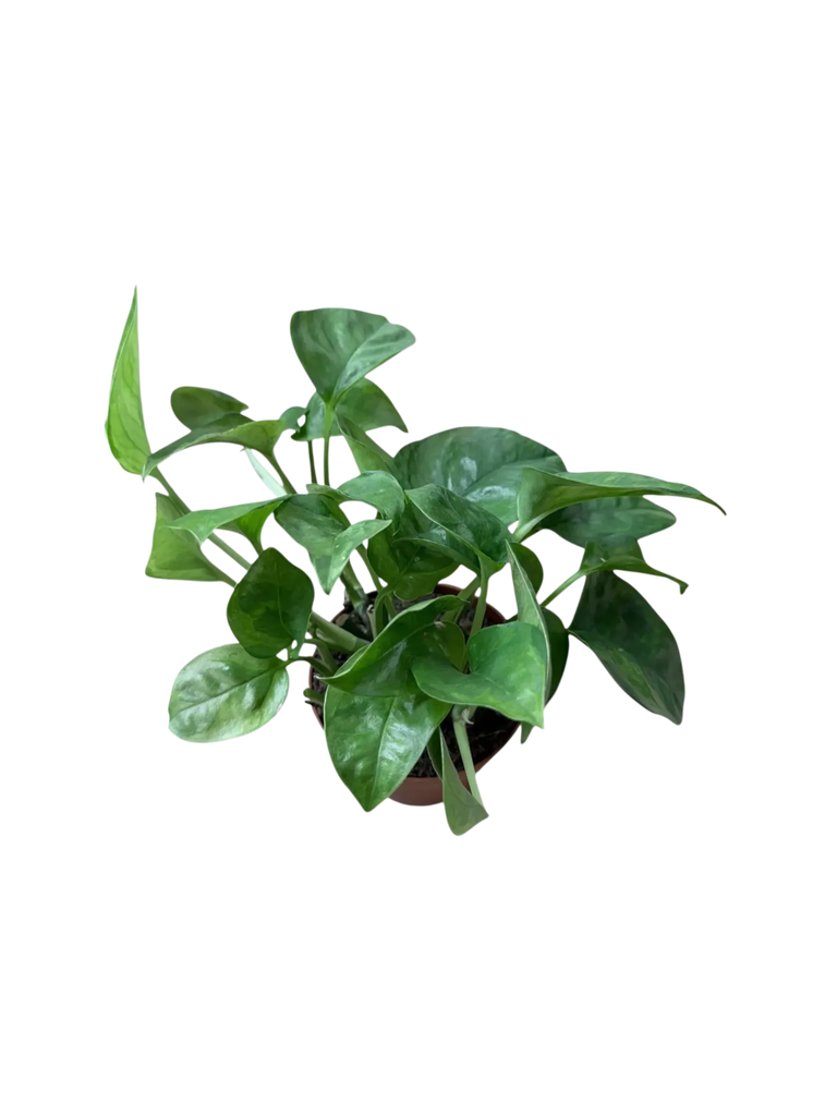 Epipremnum aureum 'Global Green' — Pot Ø 9 cm
