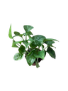 Epipremnum aureum 'Global Green' — Pot Ø 9 cm