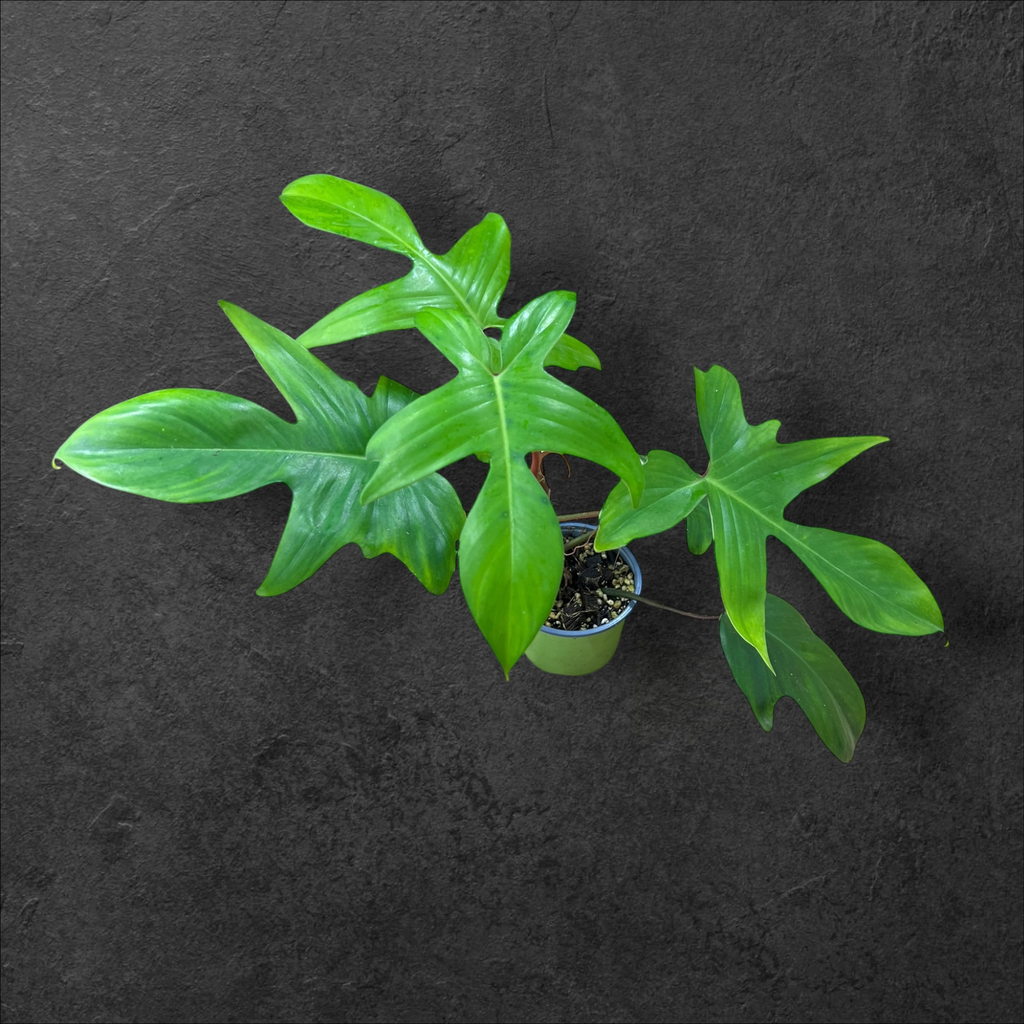 Philodendron Florida « Green »