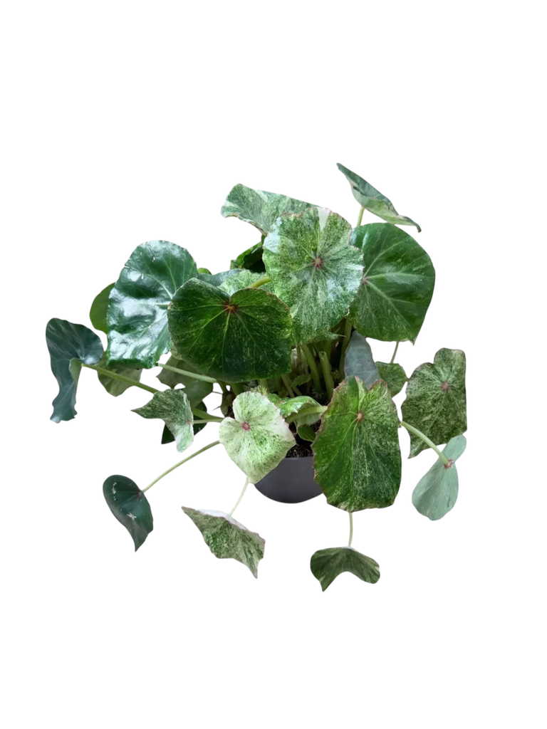 Begonia rouge variegata — Pot Ø 12 cm