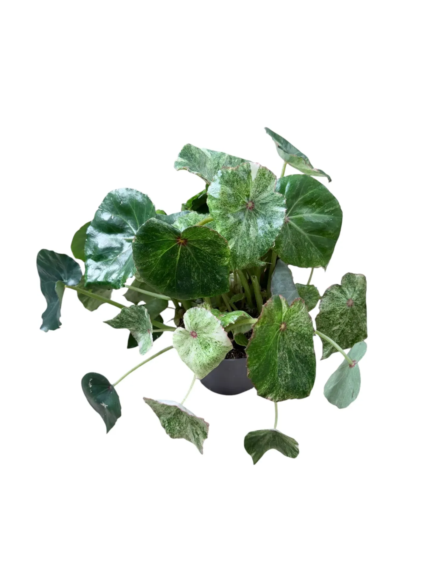 Begonia rouge variegata — Pot Ø 12 cm