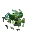 Begonia rouge variegata — Pot Ø 12 cm