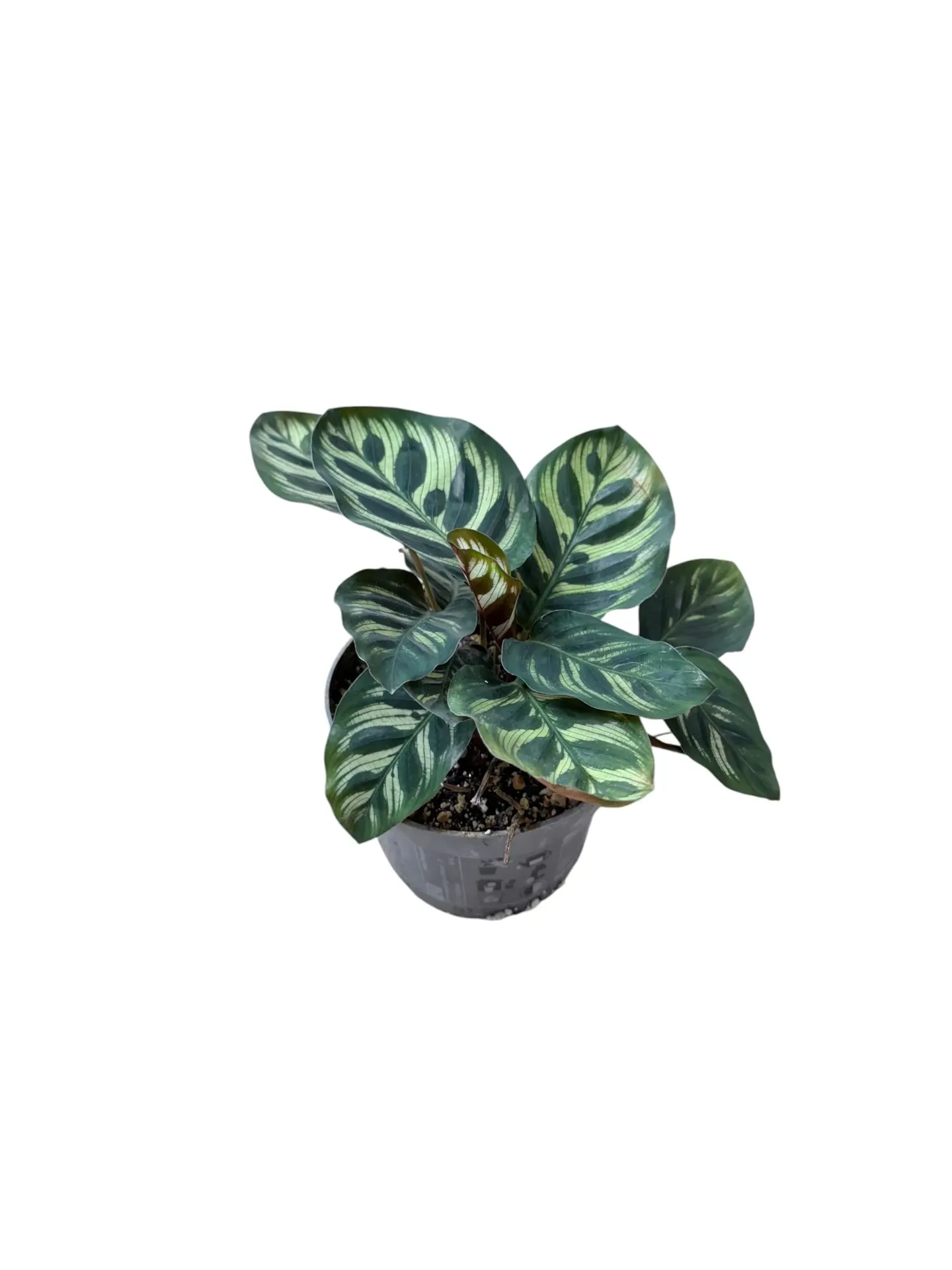 Calathea makoyana — Pot Ø 12 cm