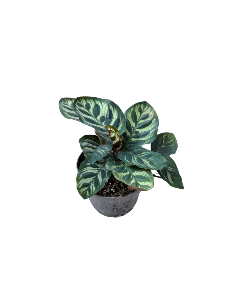 Calathea makoyana — Pot Ø 12 cm