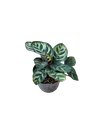 Calathea makoyana — Pot Ø 12 cm
