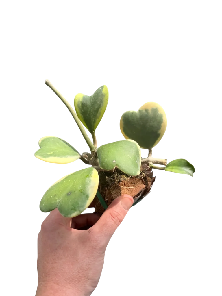 Hoya kerrii variegata (epiphyte sur support )