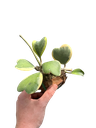 Hoya kerrii variegata (epiphyte sur support )