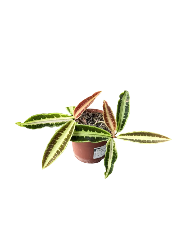 Labisia Jabi