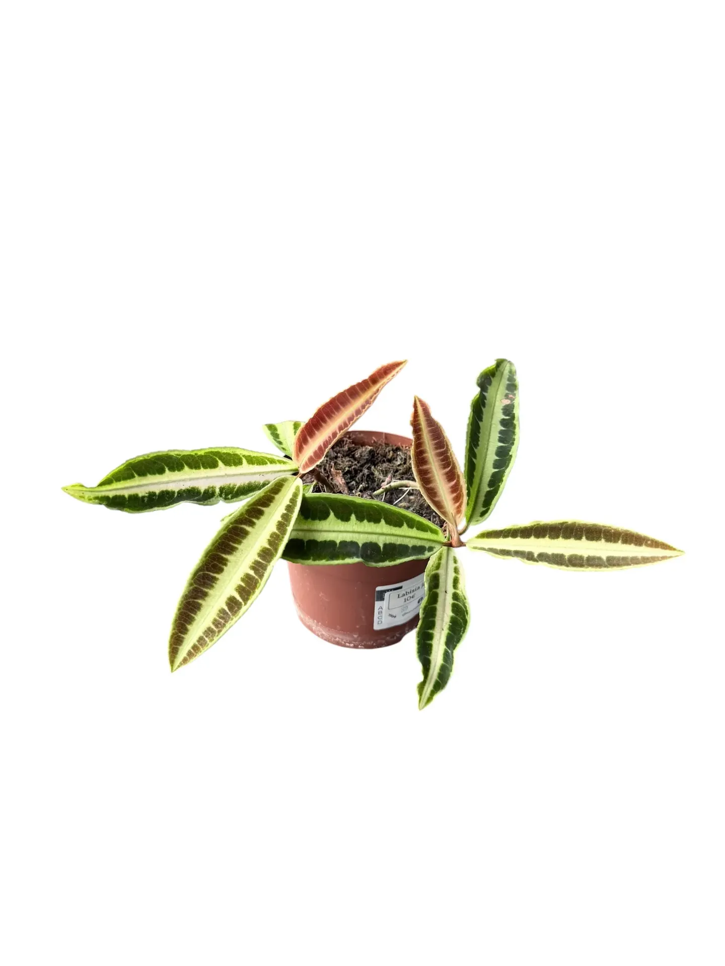 Labisia Jabi