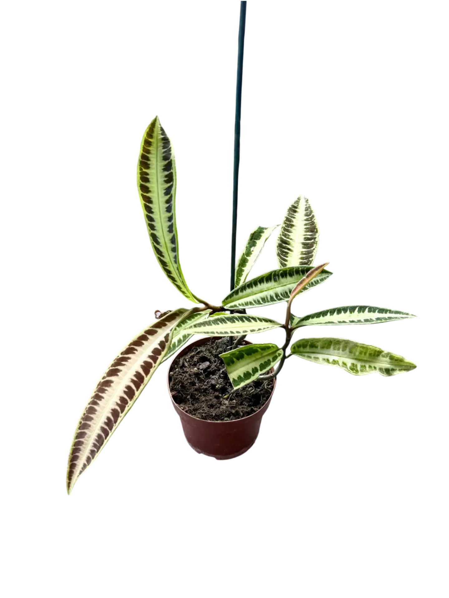 Labisia Jabi