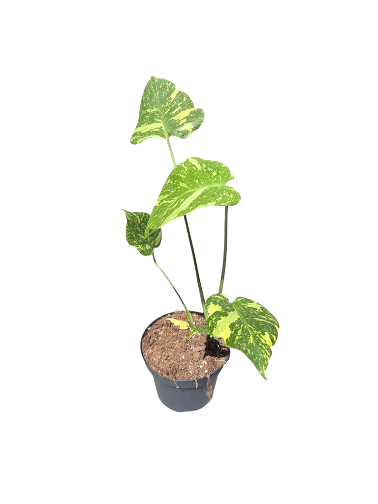 Monstera deliciosa 'Electrolight' — Pot Ø 14 cm