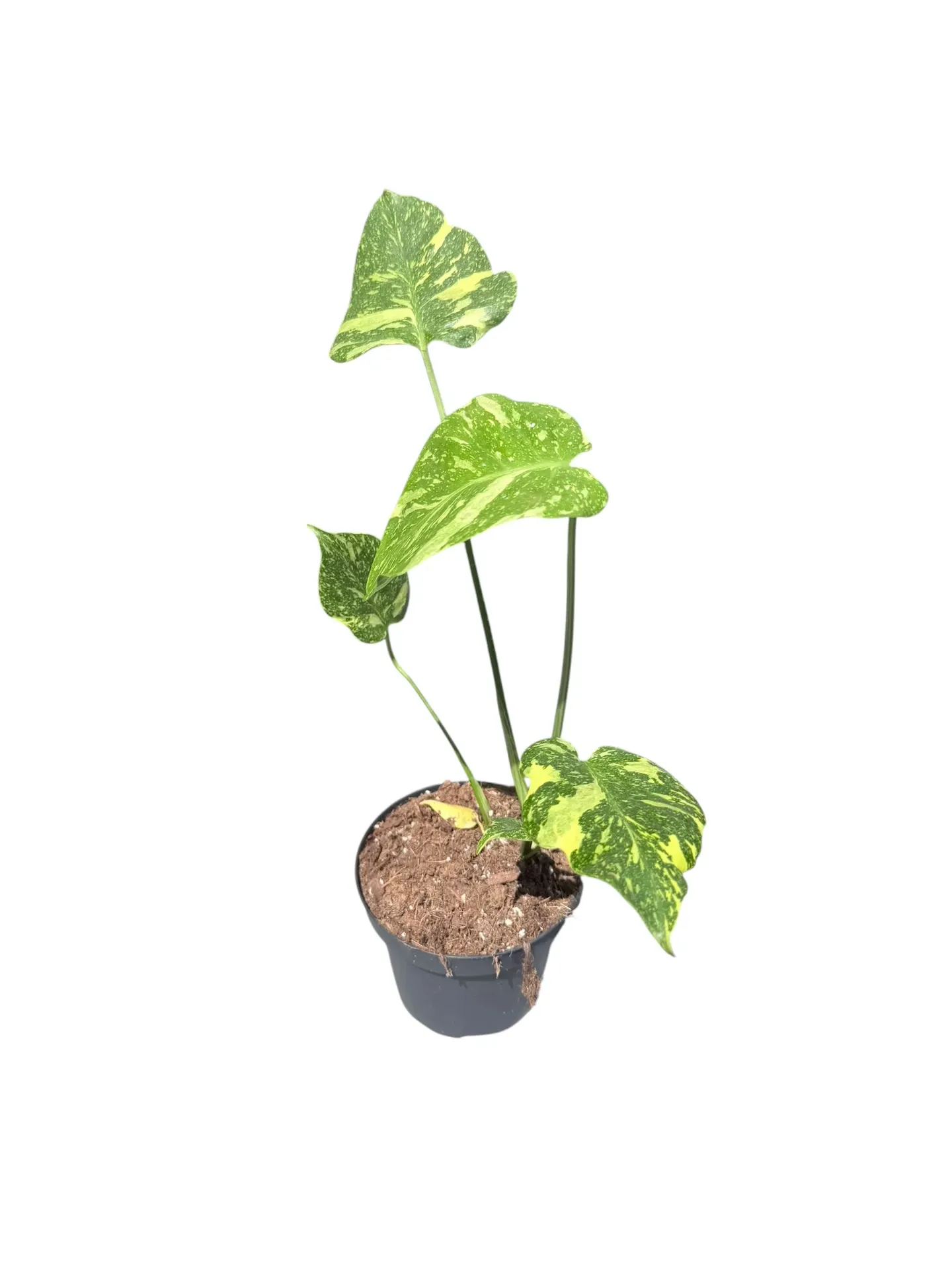 Monstera deliciosa 'Electrolight' — Pot Ø 14 cm