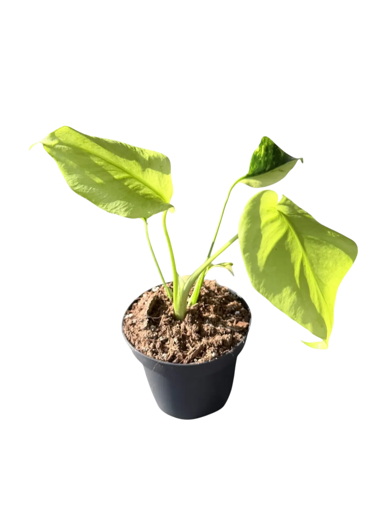 Monstera deliciosa 'Electrolight King' — Pot Ø 14 cm