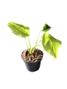 Monstera deliciosa 'Electrolight King' — Pot Ø 14 cm