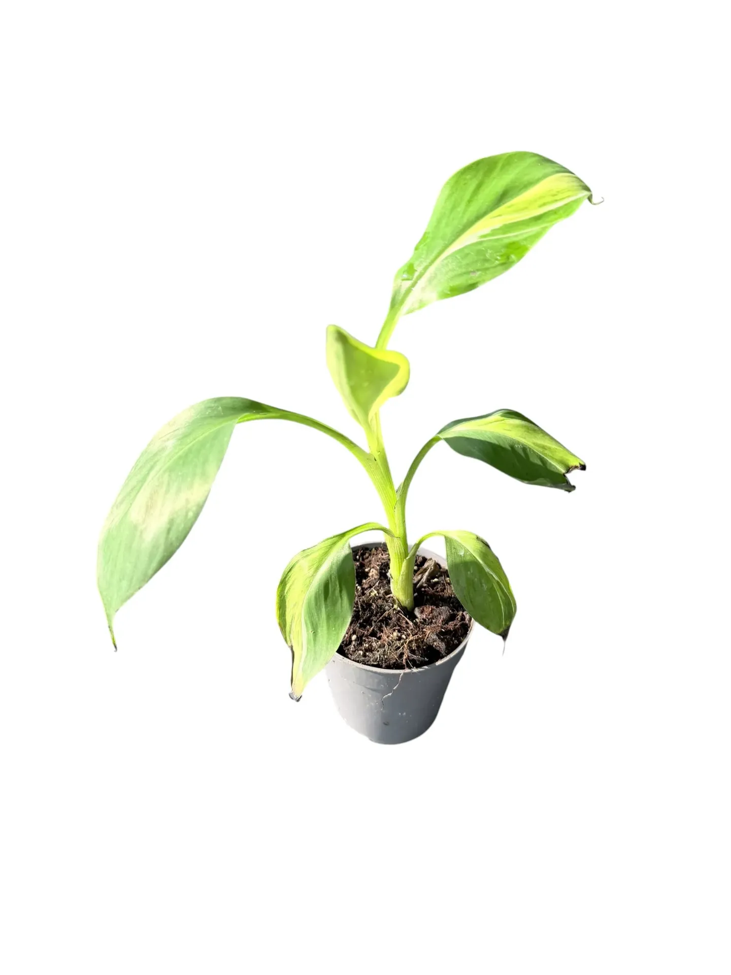 Musa variegata tricolor (mutation) — Pot Ø 10 cm