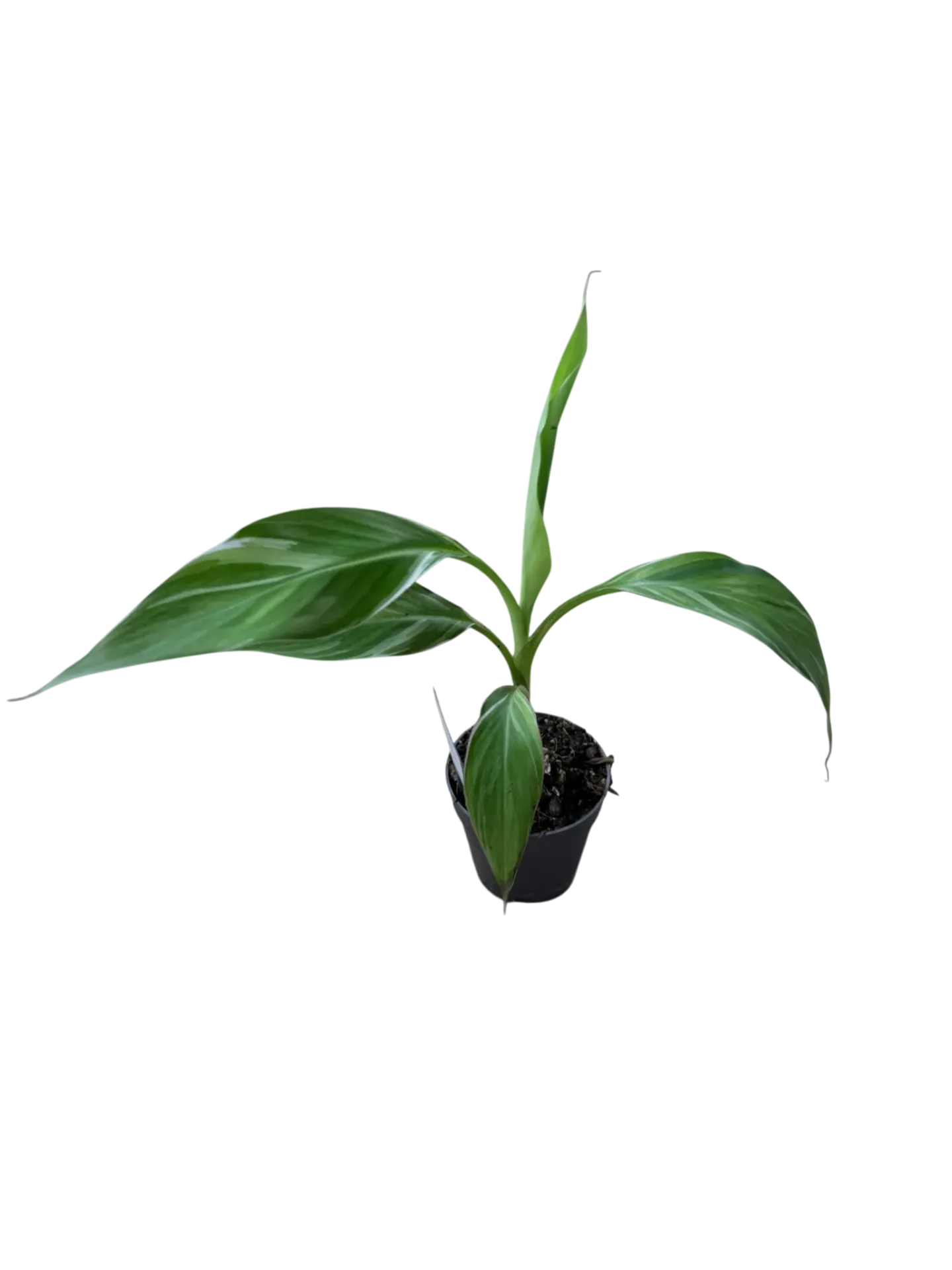 Musa variegata tricolor (mutation) — Pot Ø 10 cm