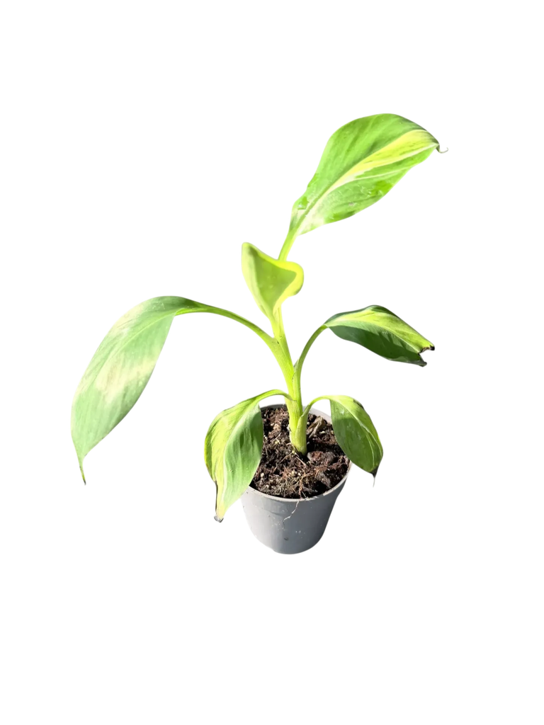 Musa variegata tricolor (mutation) — Pot Ø 10 cm