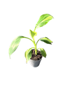 Musa variegata tricolor (mutation) — Pot Ø 10 cm