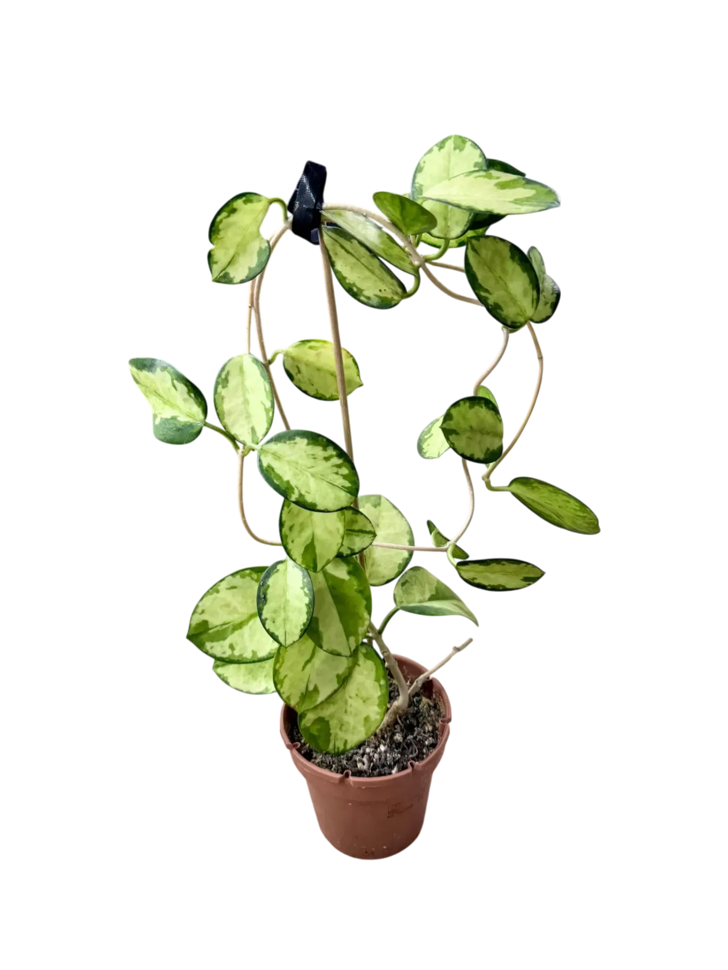 Hoya Carnosa « Tricolor »