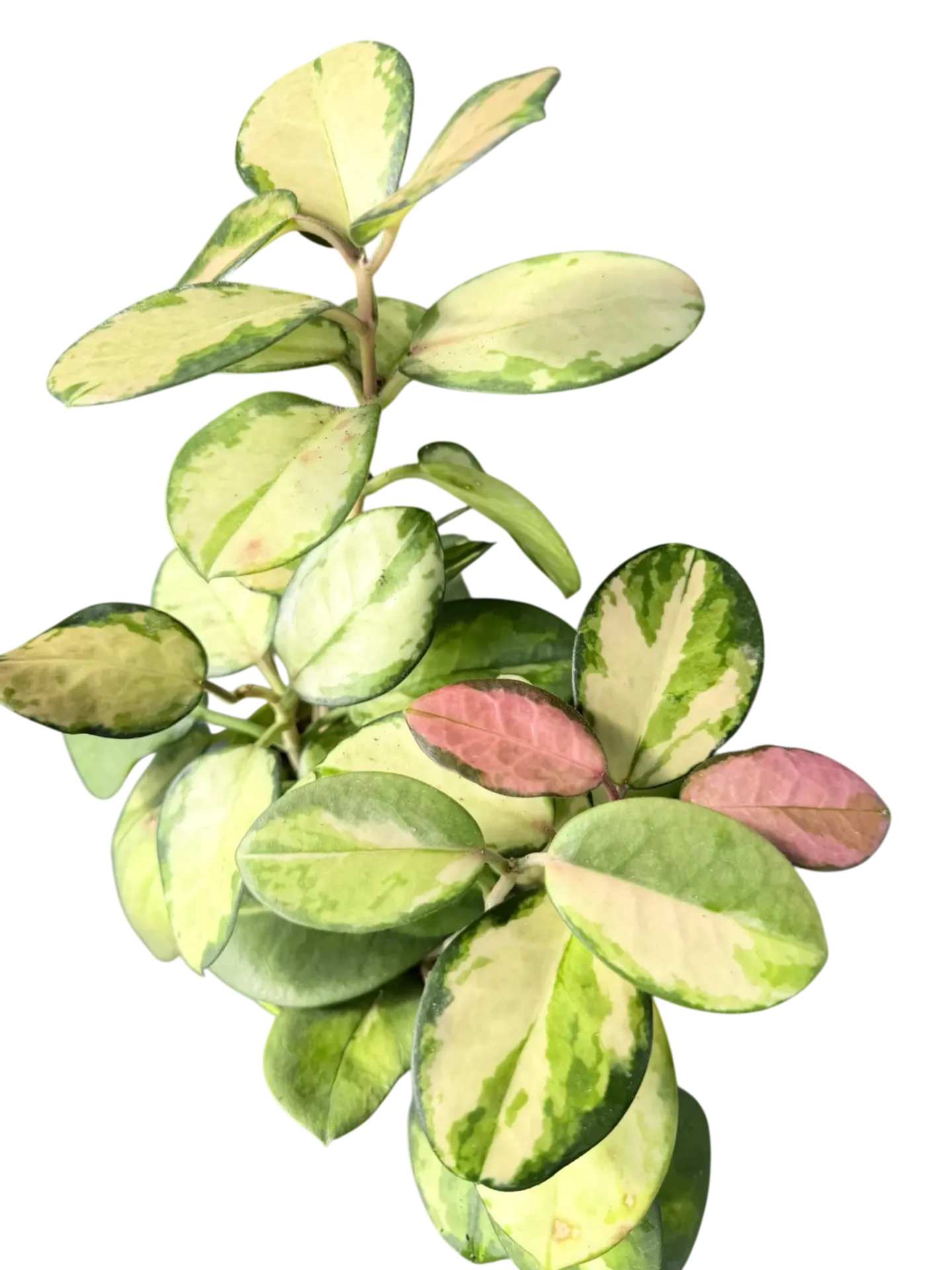 Hoya Carnosa « Tricolor »