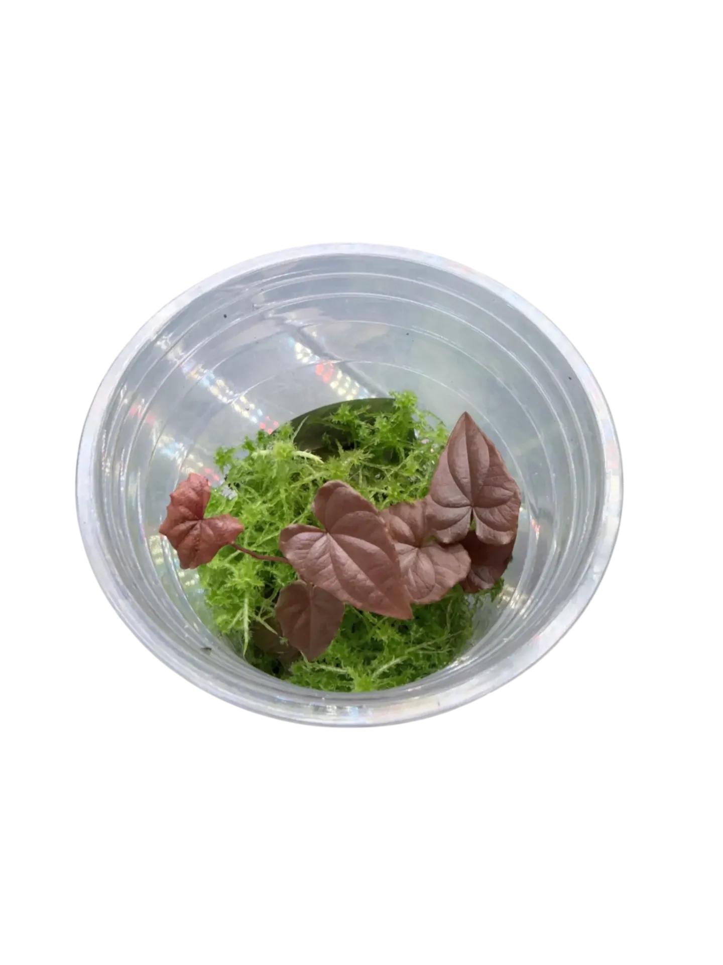 Dioscorea sp. 'Black'