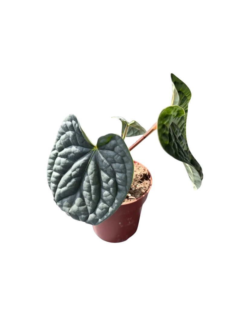 Anthurium luxurians — Pot Ø 14 cm