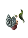Anthurium luxurians — Pot Ø 14 cm