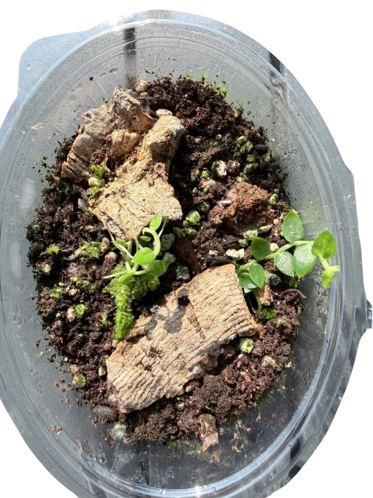 Rhaphidophora hayi 'Mini'