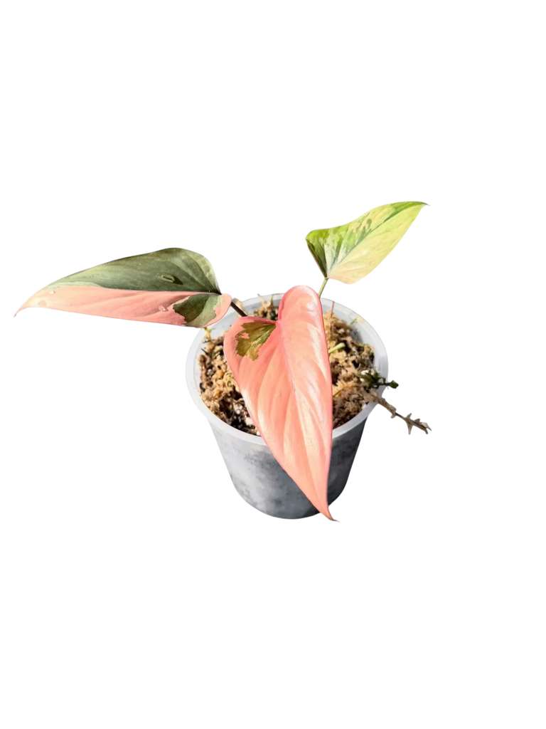Homalomena 'Pink Diamond' — Pot Ø 12 cm