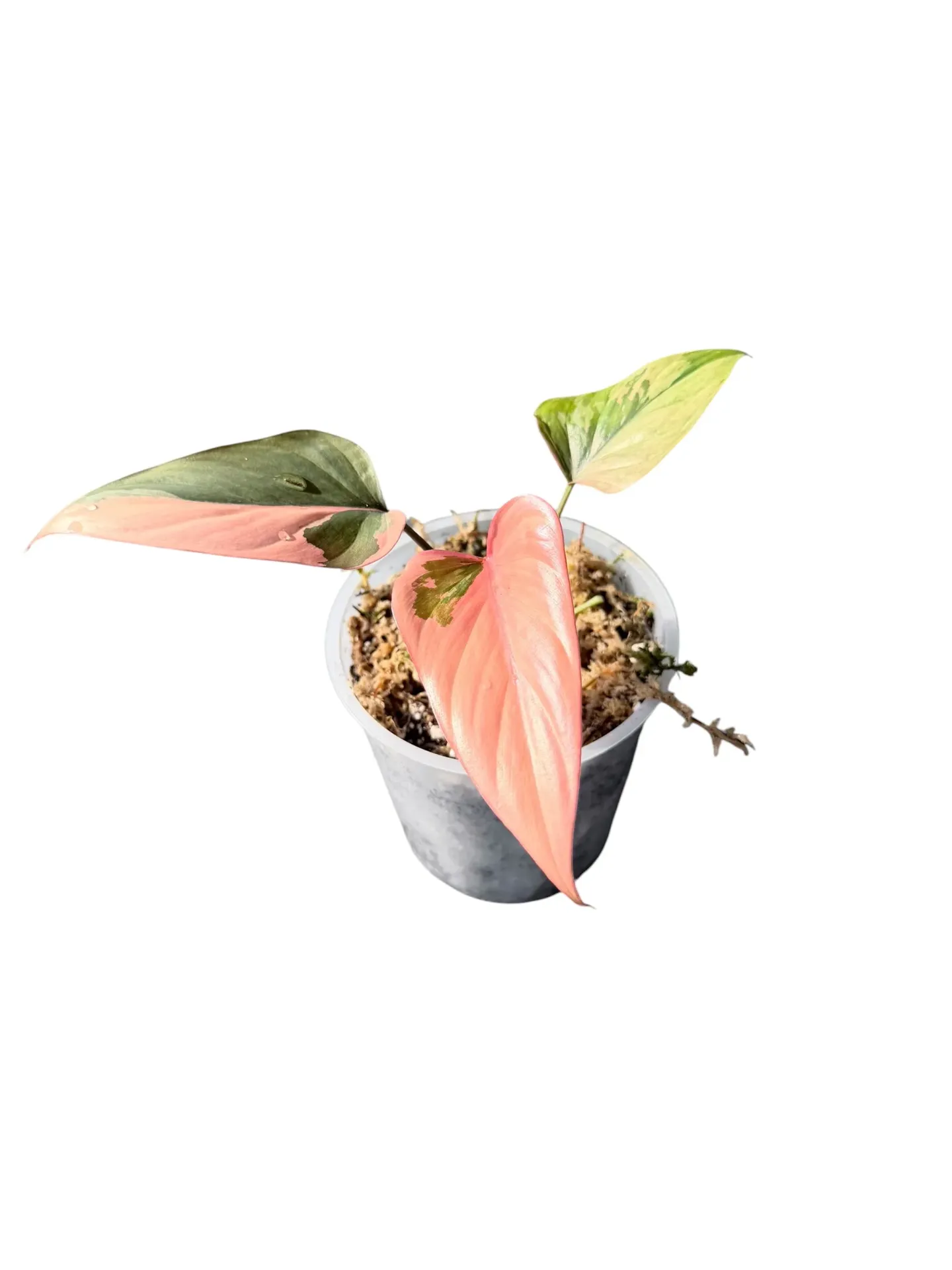 Homalomena 'Pink Diamond' — Pot Ø 12 cm