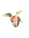 Homalomena 'Pink Diamond' — Pot Ø 12 cm