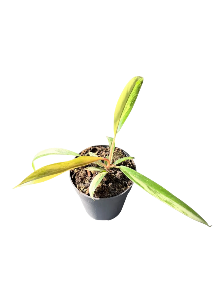 Philodendron 'Caramel Marble' — Pot Ø 10 cm