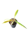Philodendron 'Caramel Marble' — Pot Ø 10 cm