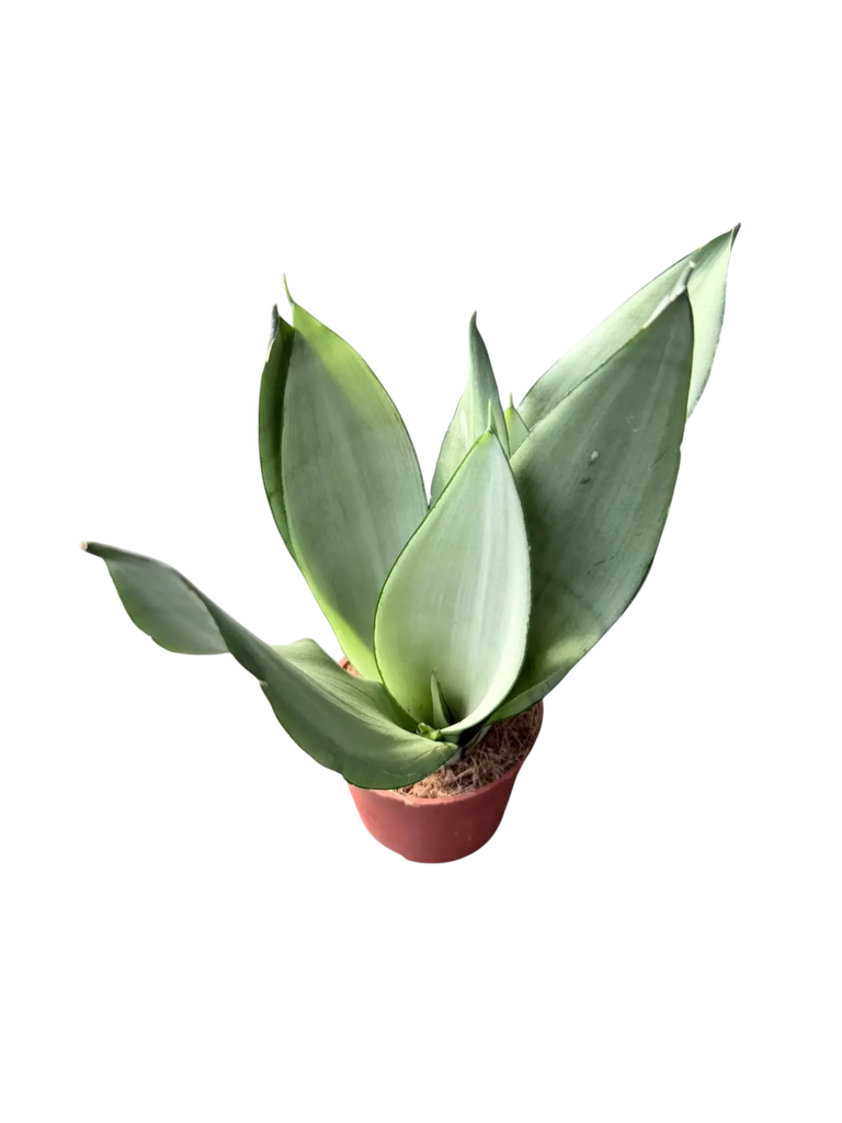 Sansevieria trifasciata 'Moonshine' — Pot Ø 12 cm