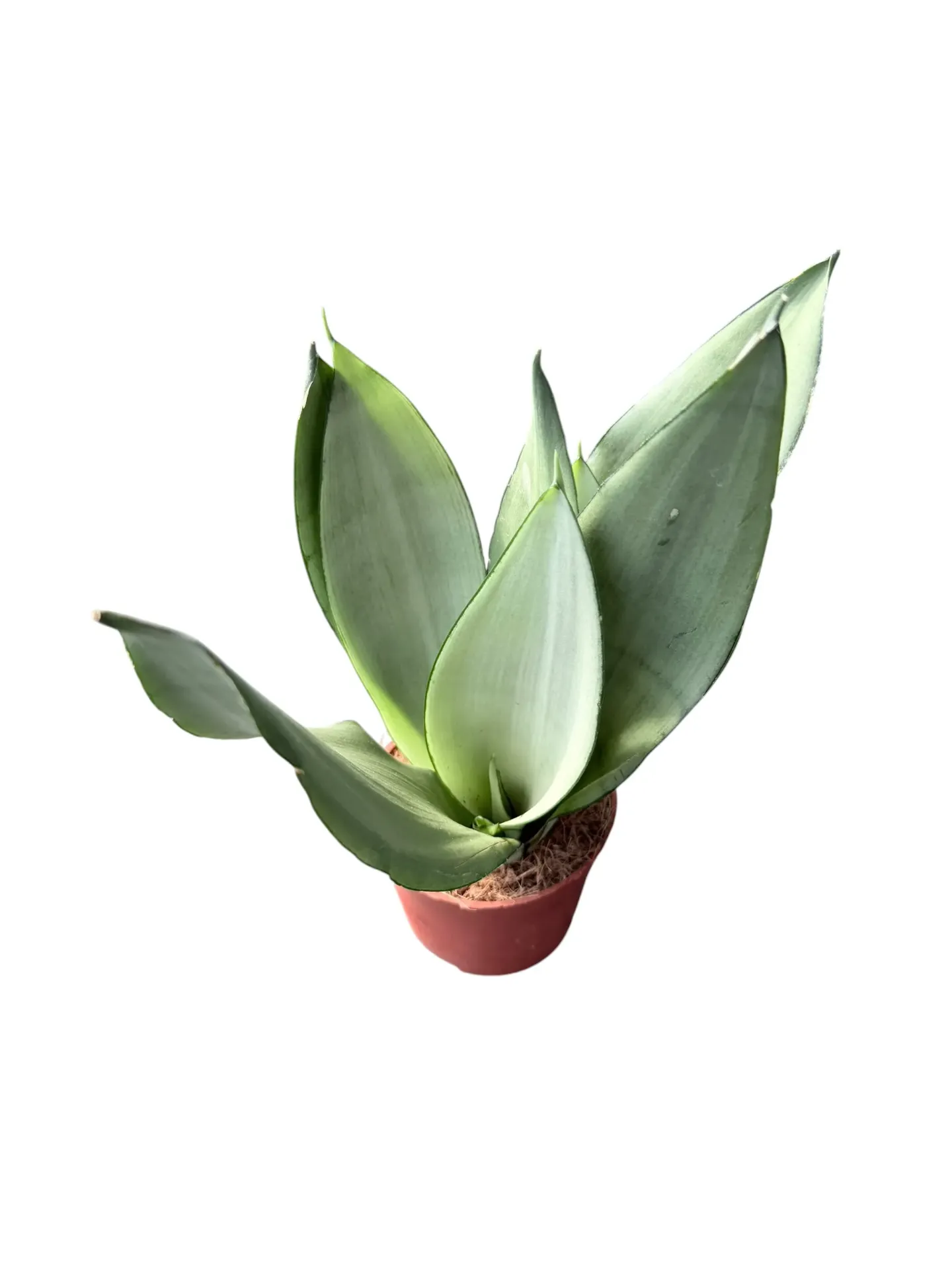 Sansevieria trifasciata 'Moonshine' — Pot Ø 12 cm