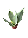 Sansevieria trifasciata 'Moonshine' — Pot Ø 12 cm