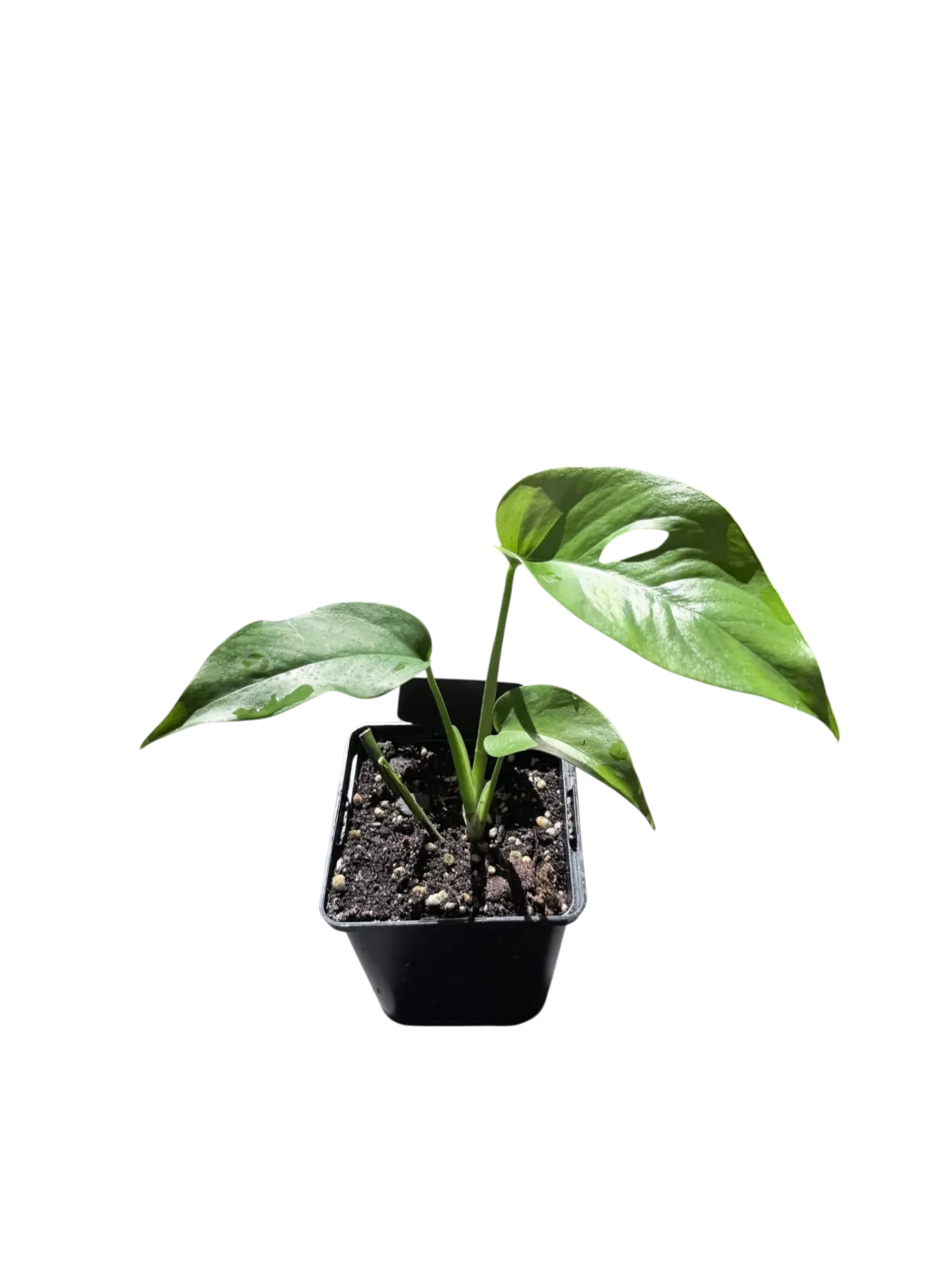 Monstera 'Uno' pot  Ø12cm