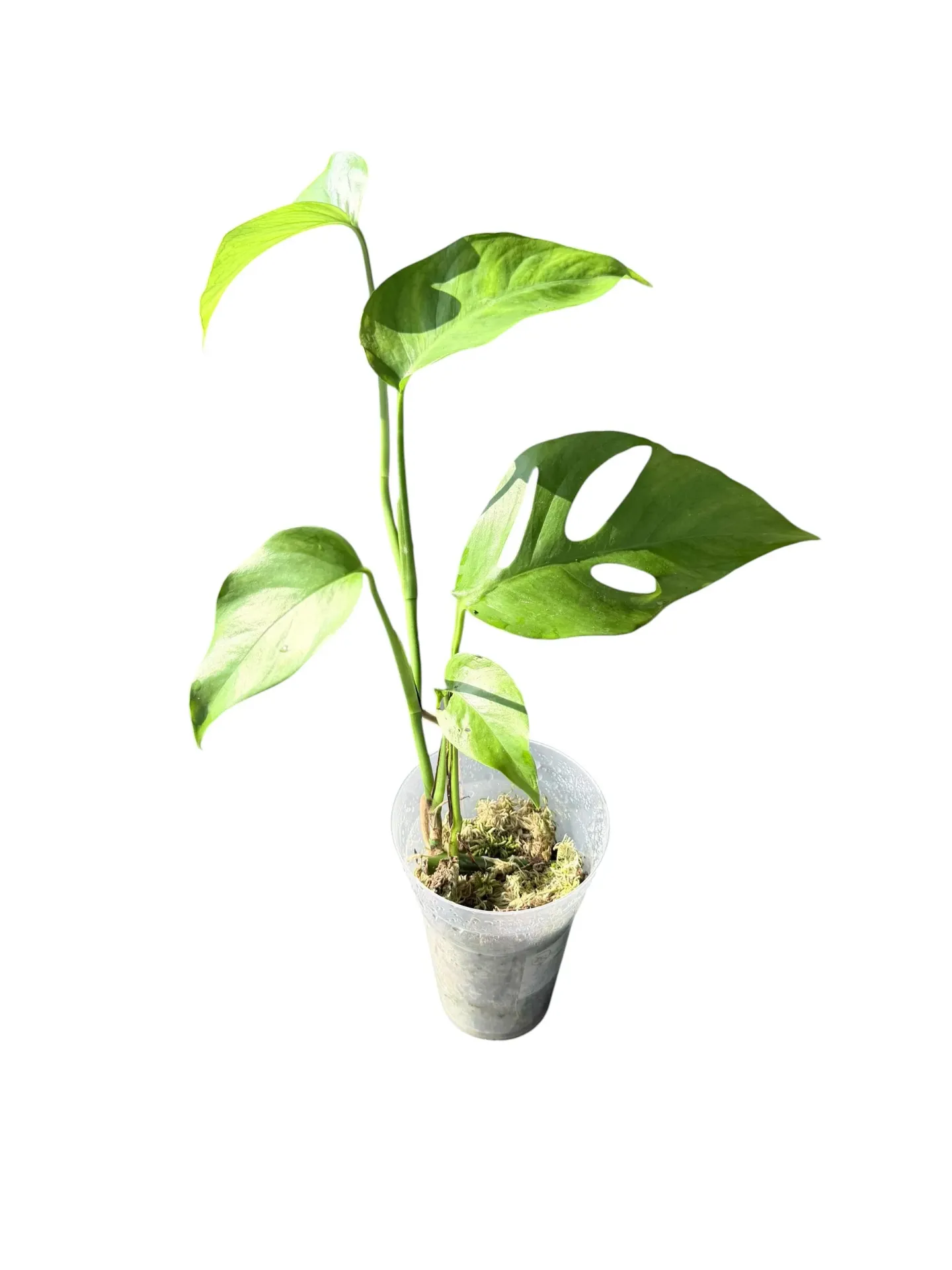 Monstera 'Uno'