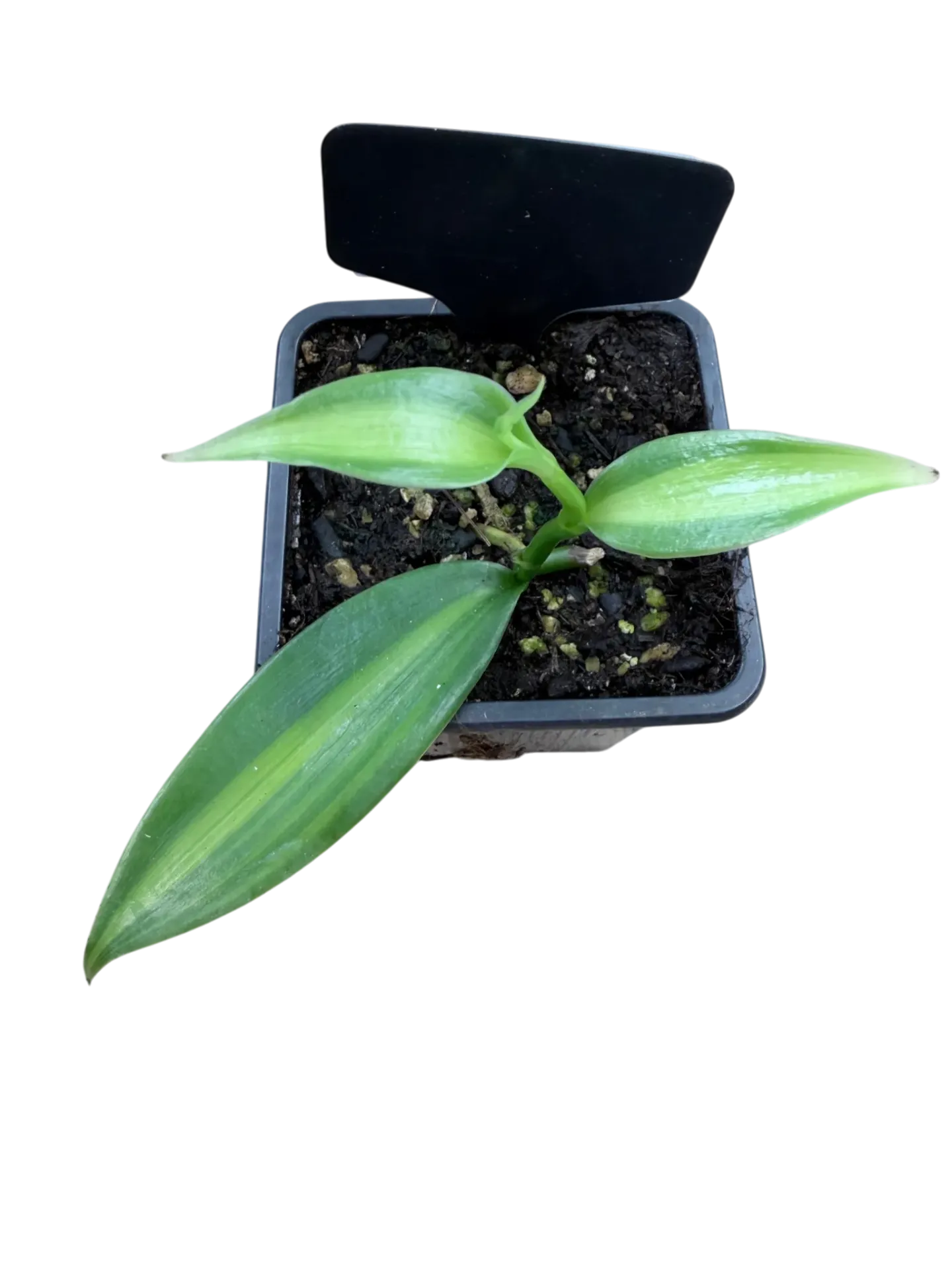 Vanilla planifolia variegata — Pot Ø 8 cm