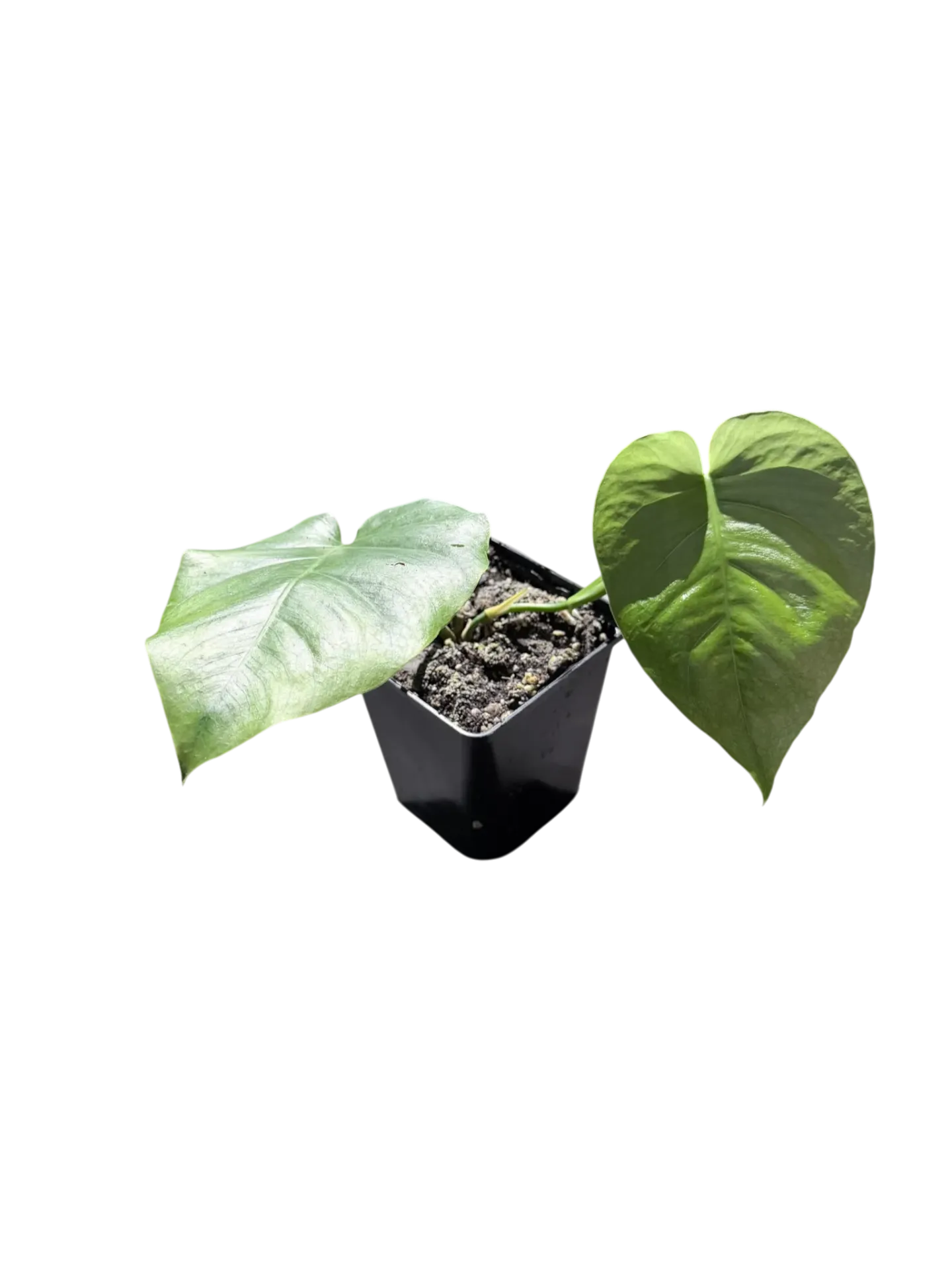 Monstera 'Dubia × Deliciosa' — Pot Ø 12 cm (Botanic Hybrid)